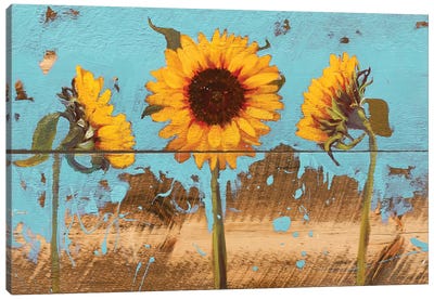 Sunflowers On Wood IV Canvas Art Print