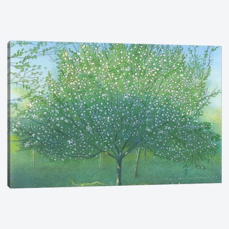 Apple Blossom 2022 Canvas Print #IBK3} by Ian Beck Canvas Art