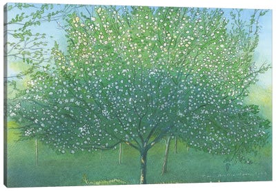 Apple Blossom 2022 Canvas Art Print - Ian Beck