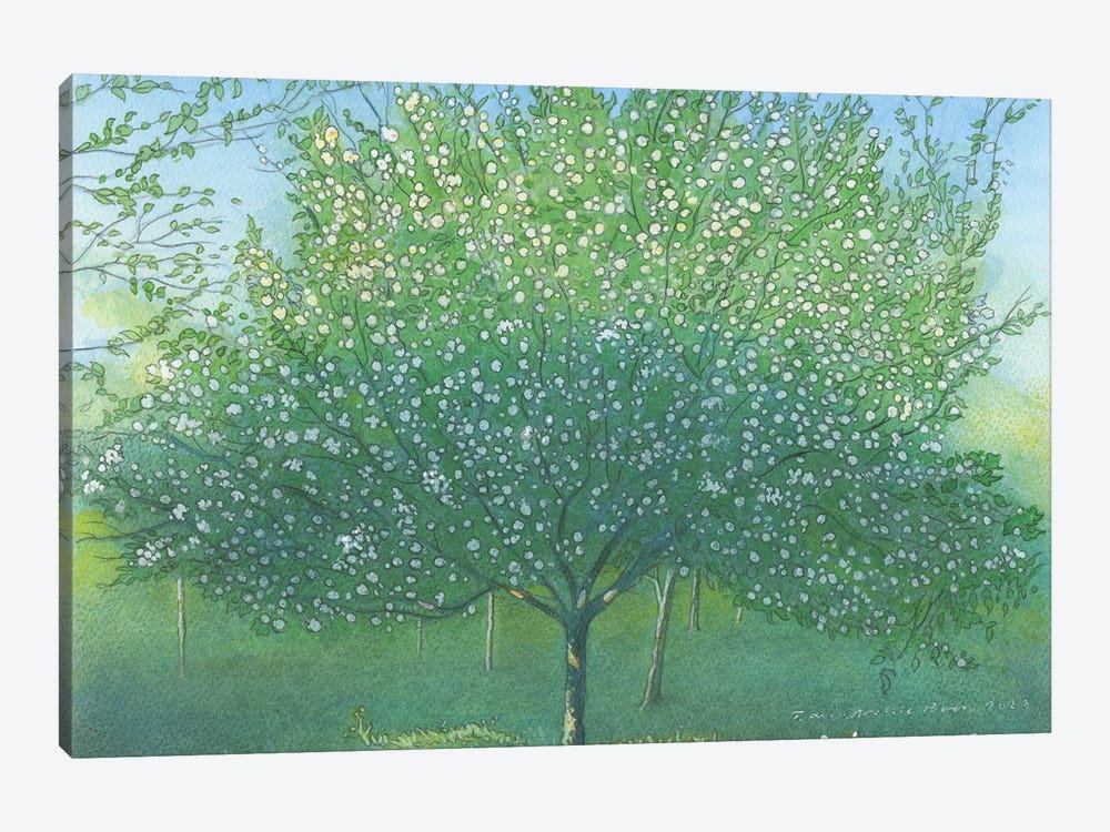 Apple Blossom 2022 by Ian Beck 1-piece Canvas Art Print