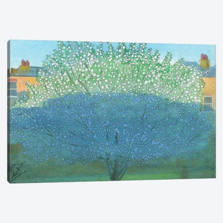 Apple Blossom In Shadow Canvas Print #IBK4} by Ian Beck Canvas Print