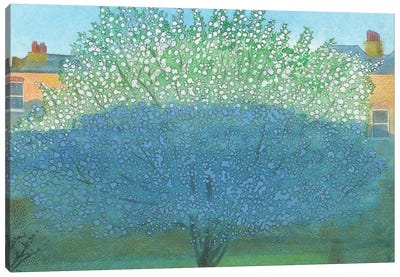 Apple Blossom In Shadow Canvas Art Print