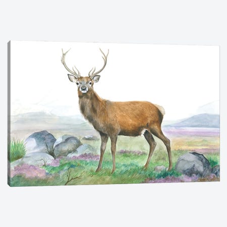Moreland Stag Canvas Print #IBR43} by Isabelle Brent Canvas Print