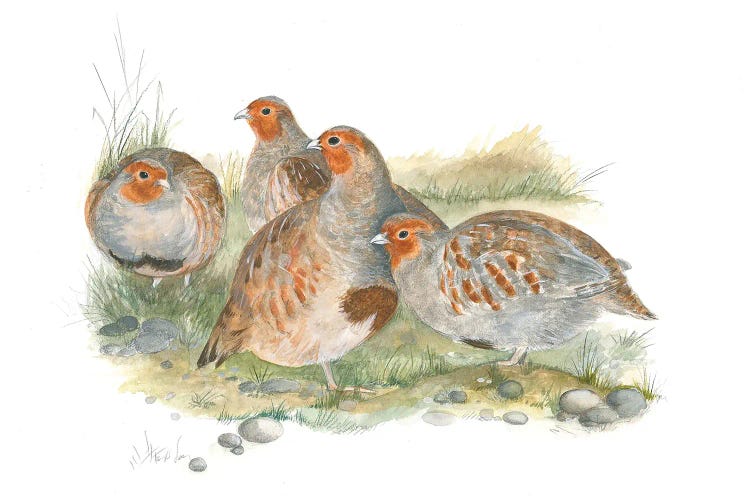 Partridges