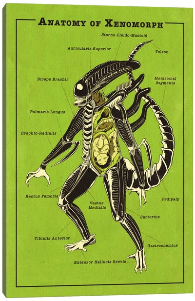 Alien Anatomy Diagram Canvas Art Print - Monster Anatomy