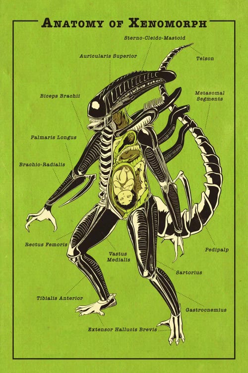 Alien Anatomy Diagram