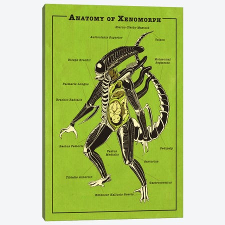 Alien Anatomy Diagram Canvas Print #ICA1049} by 5by5collective Art Print