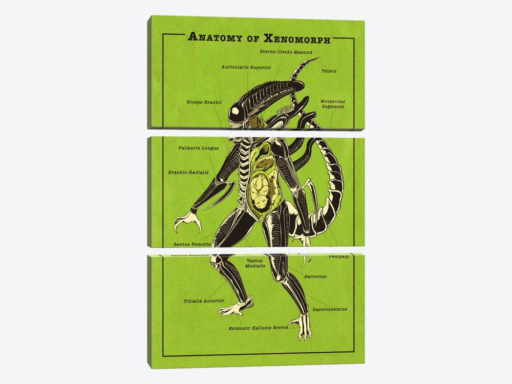 Alien Anatomy Diagram by 5by5collective 3-piece Canvas Wall Art