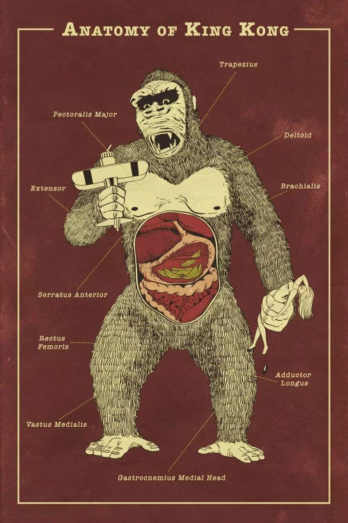 King Kong Anatomy Diagram by 5by5collective wall art