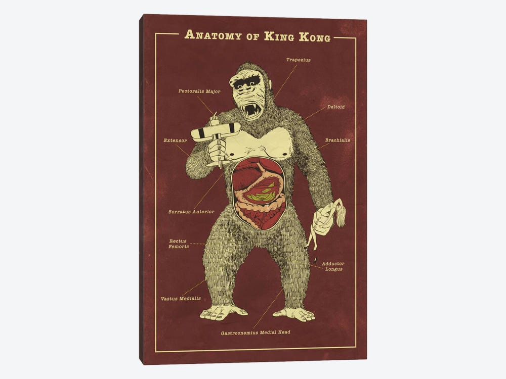 King Kong Anatomy Diagram by 5by5collective 1-piece Canvas Art Print