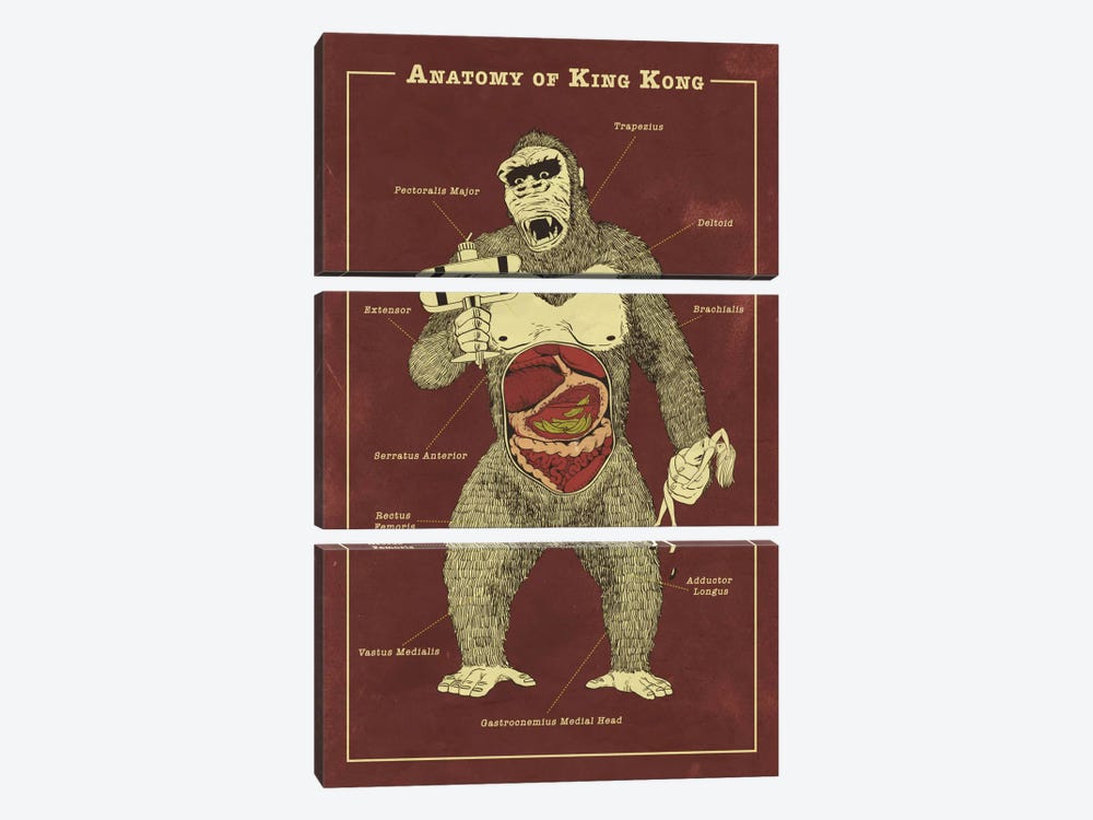 King Kong Anatomy Diagram by 5by5collective 3-piece Art Print