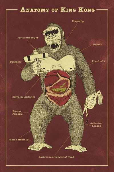 Monsters: King Kong Anatomy Diagram by 5by5collective