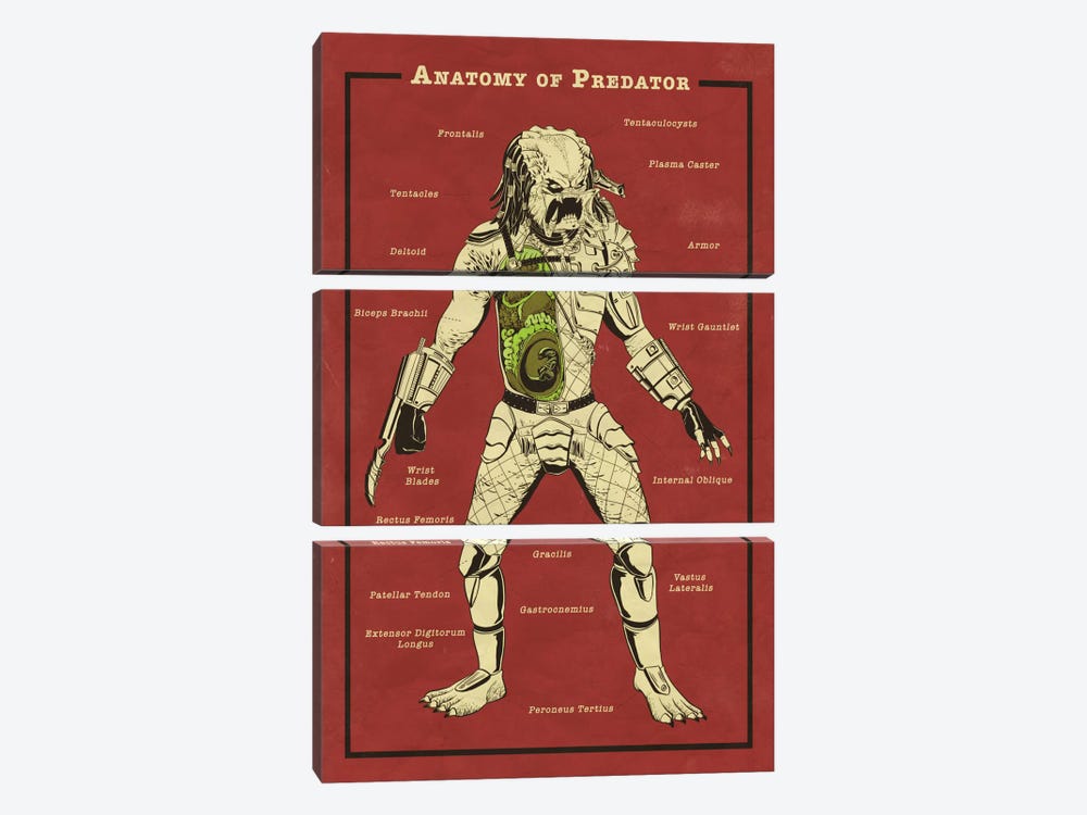 Predator Anatomy Diagram by 5by5collective 3-piece Canvas Art