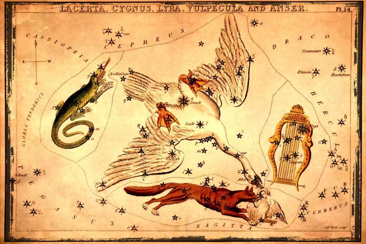 Lacerta, Cygnus, Lyra, Vulpecula & Anser by Sidney Hall wall art