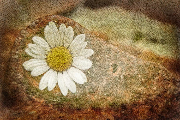 Blooming Stone