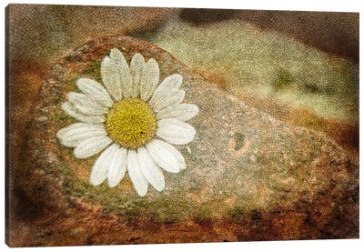 Blooming Stone Canvas Art Print - Retro Collage Collection