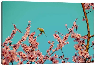 Almond Blossom Parrot Canvas Art Print - Blossom Art