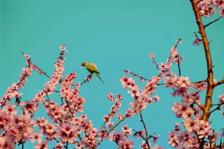 Almond Blossom Parrot