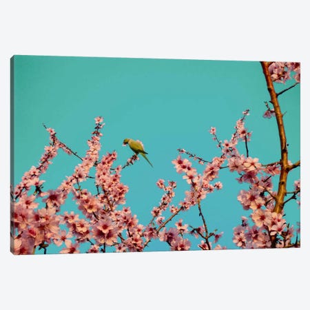 Almond Blossom Parrot Canvas Print #ICA1127} by 5by5collective Art Print