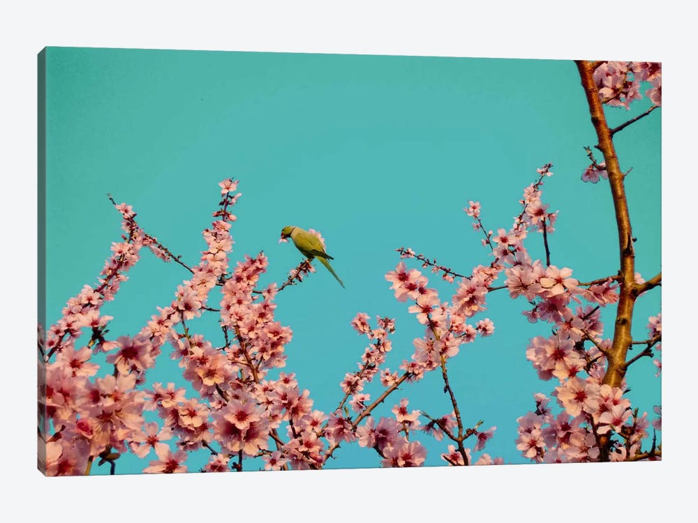 Almond Blossom Parrot by 5by5collective 1-piece Canvas Print