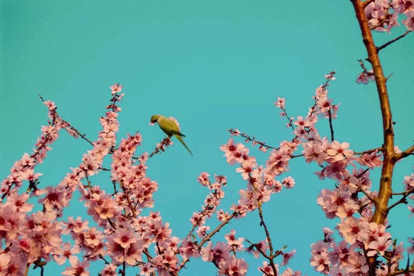 Almond Blossoms: Almond Blossom Parrot by 5by5collective