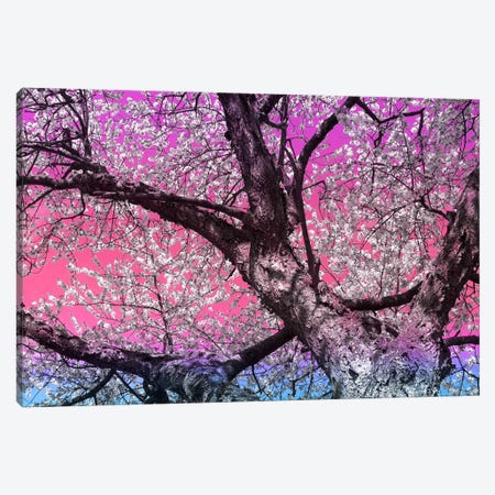 Under the Almond Blossom Tree Canvas Print #ICA1129} by 5by5collective Canvas Artwork