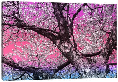 Under the Almond Blossom Tree Canvas Art Print - Psychedelic Scapes