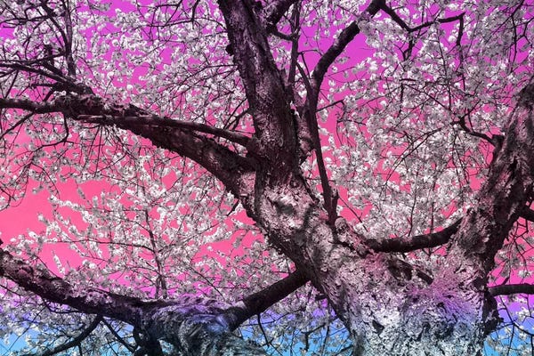 Nature Close-Ups: Under the Almond Blossom Tree by 5by5collective