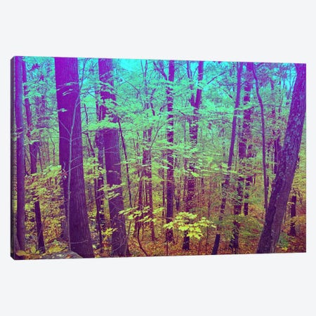 Psychedelic Forest Canvas Print #ICA1139} by 5by5collective Canvas Print
