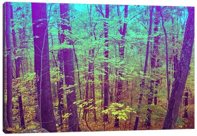 Psychedelic Forest Canvas Art Print - Forest Art