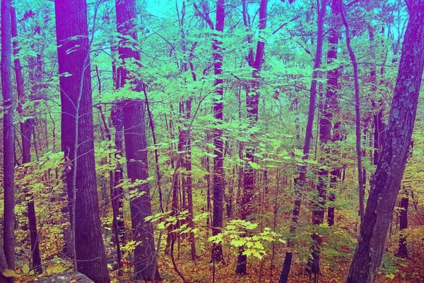 5by5collective: Psychedelic Forest by 5by5collective