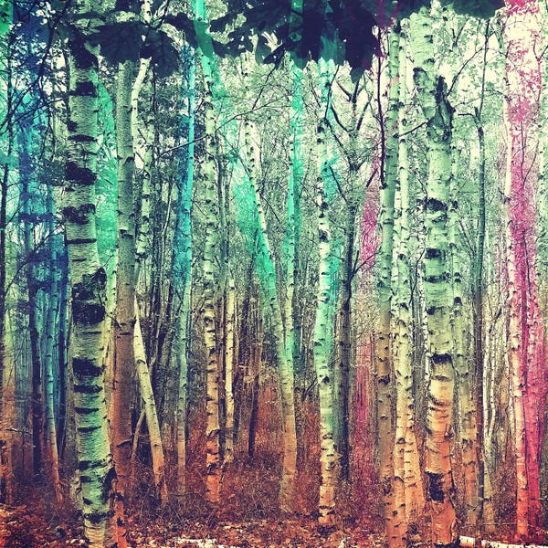 5by5collective: Colorized Forest 3 by 5by5collective