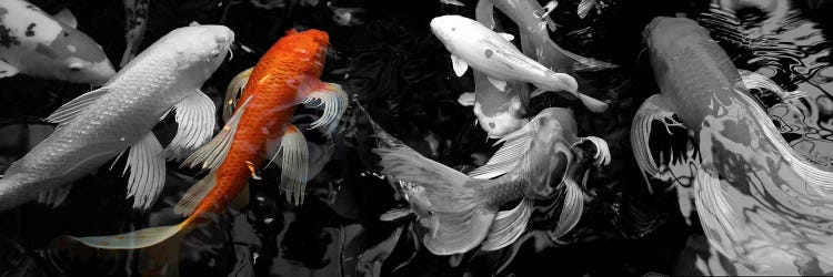 Koi Carp swimming underwater Color Pop