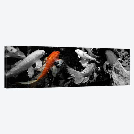Koi Carp swimming underwater Color Pop Canvas Print #ICA1186} by Panoramic Images Canvas Print