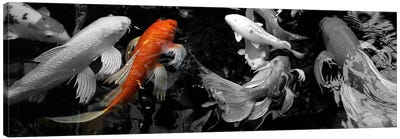 Koi Carp swimming underwater Color Pop Canvas Art Print - Fish Art
