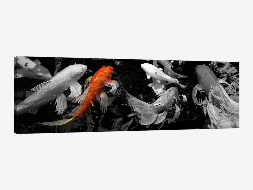 Koi Carp swimming underwater Color Pop by Panoramic Images 1-piece Canvas Art