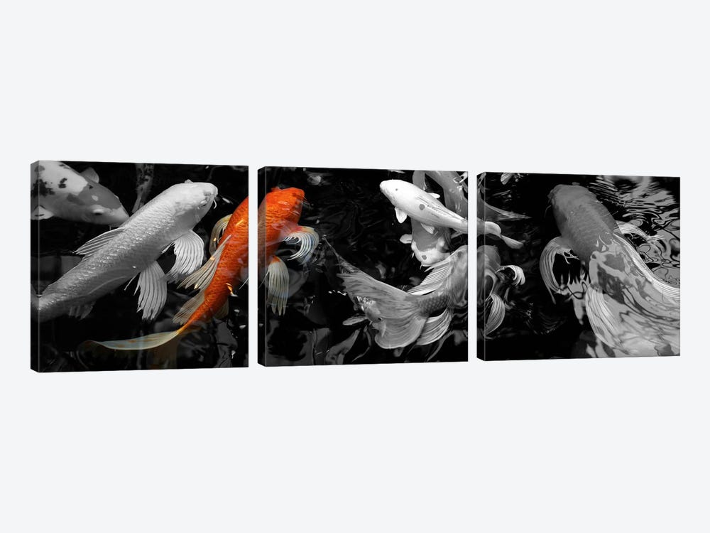 Koi Carp swimming underwater Color Pop by Panoramic Images 3-piece Canvas Wall Art