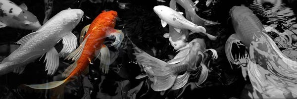 Panoramic Images: Koi Carp swimming underwater Color Pop by Panoramic Images