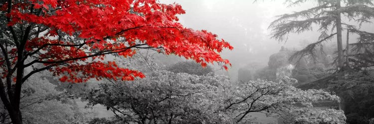 Trees in a garden, Butchart Gardens, Victoria, Vancouver Island, British Columbia, Canada Color Pop by Panoramic Images wall art