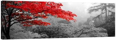 Trees in a garden, Butchart Gardens, Victoria, Vancouver Island, British Columbia, Canada Color Pop Canvas Art Print - Panoramic Photography