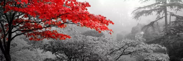 Floral & Botanical: Trees in a garden, Butchart Gardens, Victoria, Vancouver Island, British Columbia, Canada Color Pop by Panoramic Images
