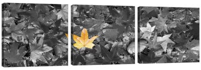 Maple leaves Color Pop Canvas Art Print - Maple Tree Art
