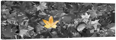 Maple leaves Color Pop Canvas Art Print - Color Pop Collection