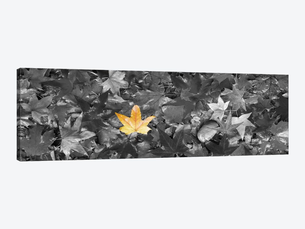 Maple leaves Color Pop by Panoramic Images 1-piece Canvas Art Print