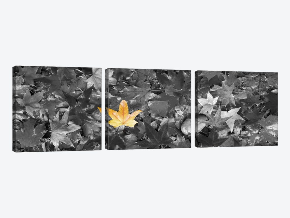 Maple leaves Color Pop by Panoramic Images 3-piece Canvas Print