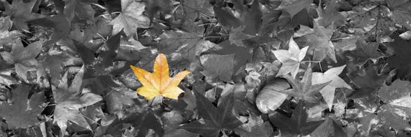 Color Pop Photography: Maple leaves Color Pop by Panoramic Images