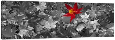 Maple leaves Color Pop #2 Canvas Art Print - Color Pop Photography