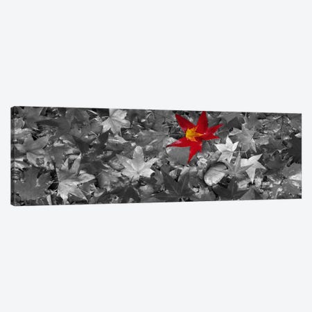 Maple leaves Color Pop #2 Canvas Print #ICA1191} by Panoramic Images Canvas Print