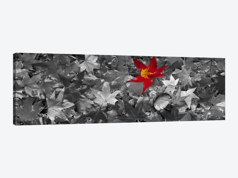 Maple leaves Color Pop #2 by Panoramic Images 1-piece Canvas Wall Art