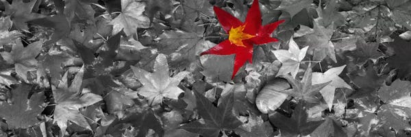 Color Pop Photography: Maple leaves Color Pop #2 by Panoramic Images